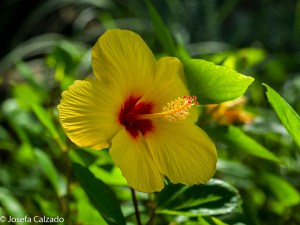 Pacíficio (Hibuscus amarillo)