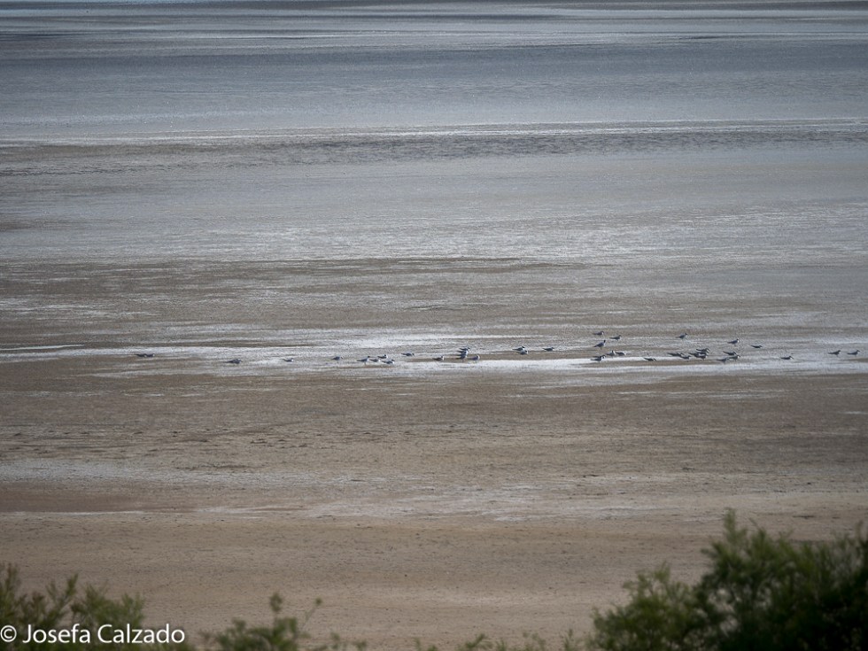 Laguna Fuente de Piedra