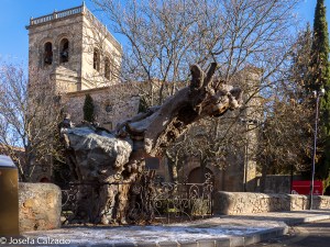 Olmo del poema de Antonio Machado