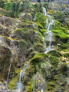 Detalle de las chorreras entre el musgo