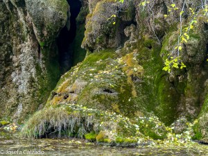 Original roca recubierta de musgo