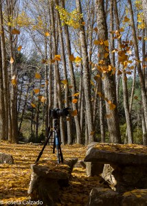 Detalle del parking en otoño