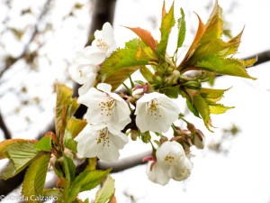 Flor del cerezo
