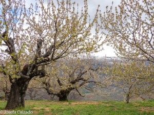 Pradera de cerezos