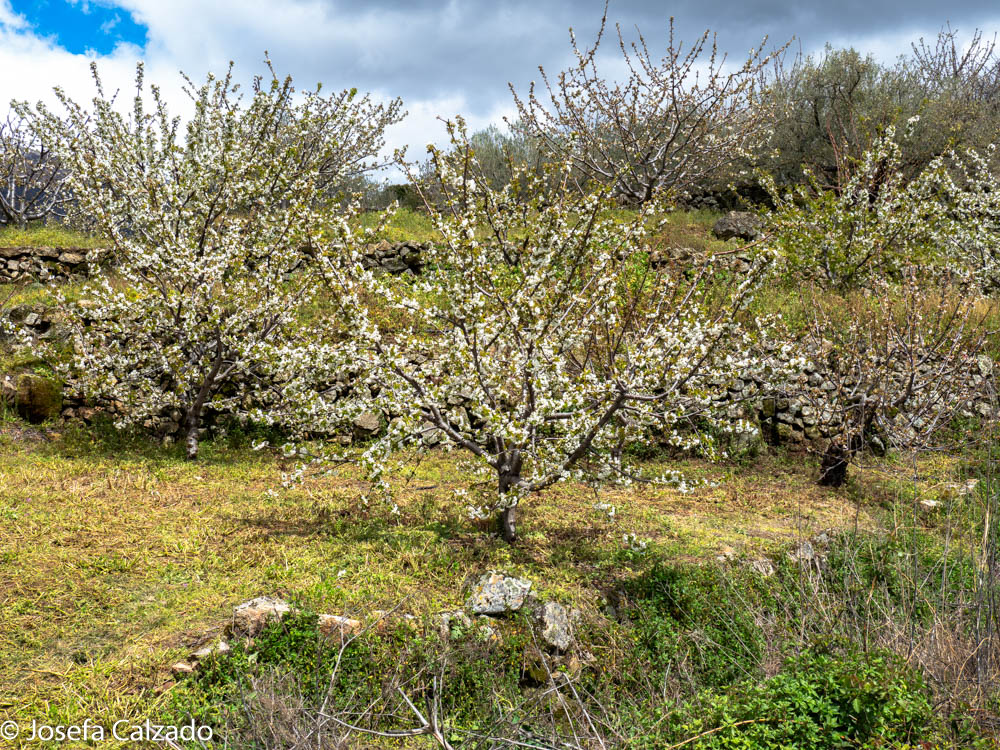 Cerezos en flor