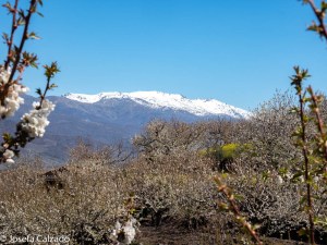 Cerezos y nieve