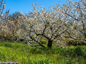 Pradera de cerezos