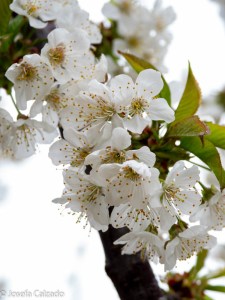Flor del cerezo
