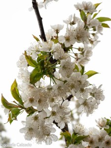 Flor del cerezo