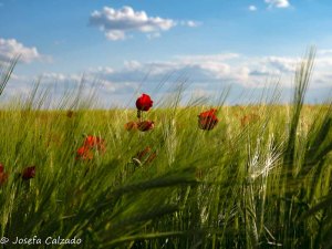 Trigo y amapolas