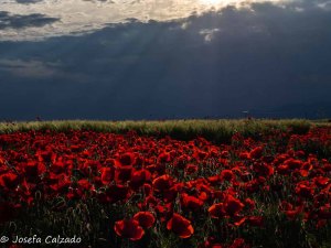 Atardecer sobre los campos de amapolas