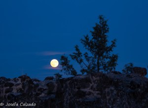 La luna y el árbol