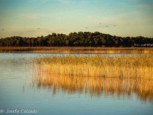 Reflejos