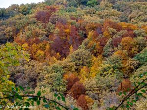 Los colores del Hayedo de Montejo