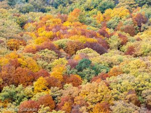 Los colores del Hayedo de Montejo