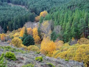 Vista de la ribera del río Jarama