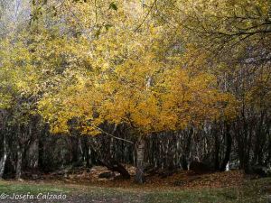 Quien a buen árbol se arrima