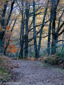 Camino al bosque