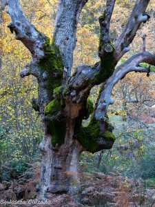 Detalle del viejo roble