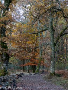 Entrando en el bosque mágico