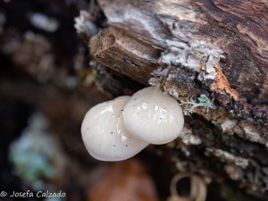 Detalle Oudemansiella mucida