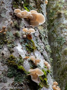 Oudemansiella mucida