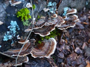 Trametes versicolor