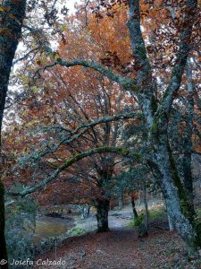 Camino de robles y hayas