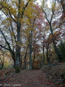 Entrando en el Hayedo de Montejo
