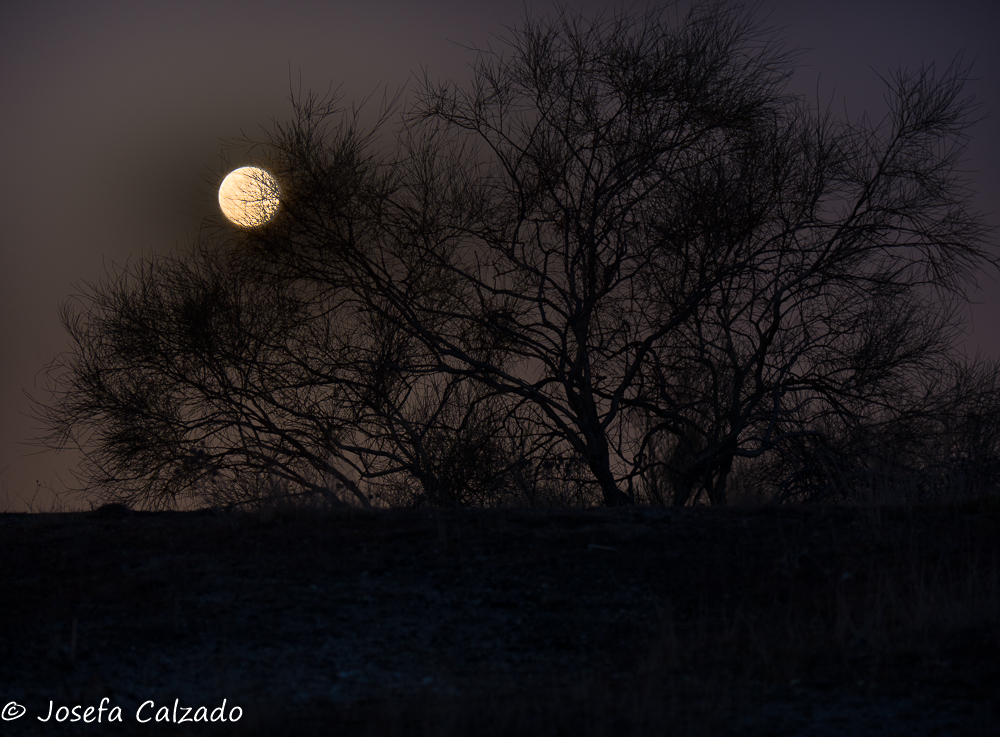 La luna y el árbol