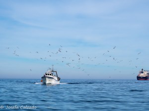 Gaviotas