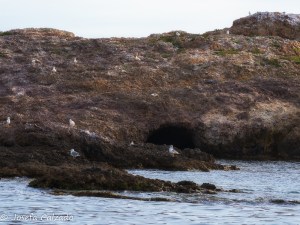 Detalle gaviotas
