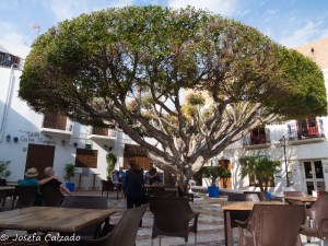 Ficus