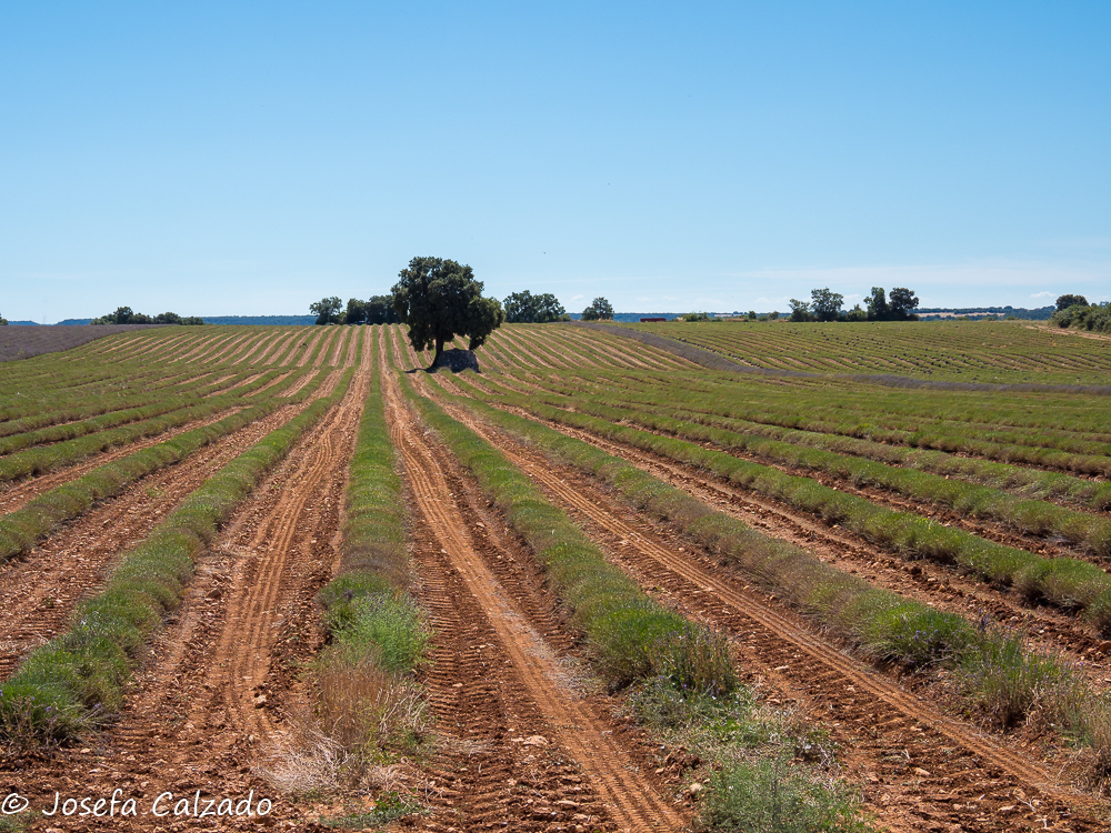 Campos de lavanda