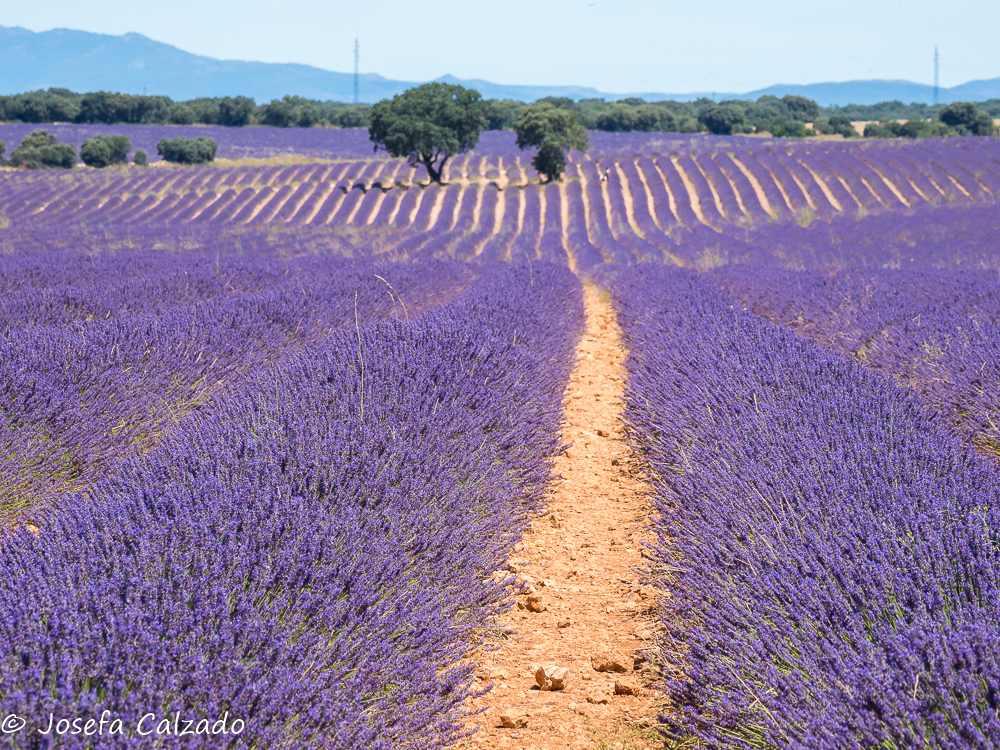 Campos de lavanda