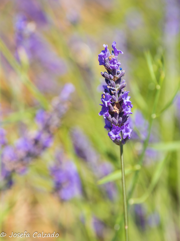 Flor de la lavanda