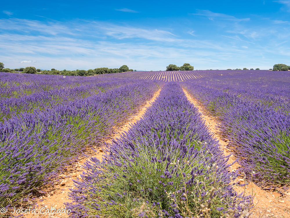 Campos de Villaviciosa