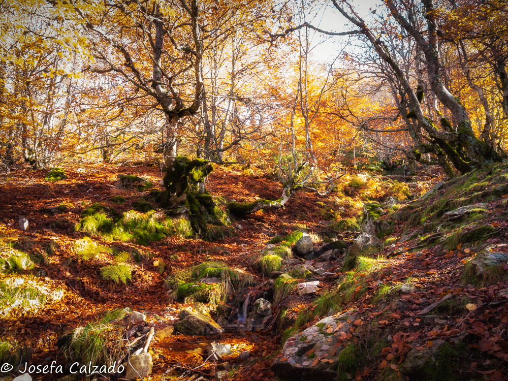 Hayedo de la Pedrosa