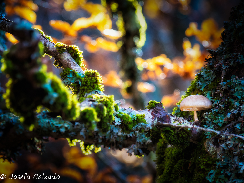 Una luz en el bosque