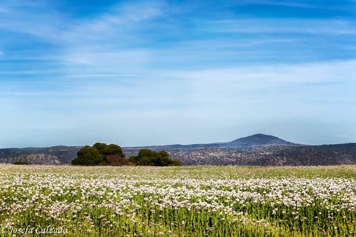 Campos de amapola blanca