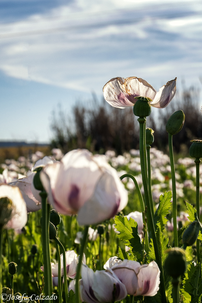 Contraste al atardecer