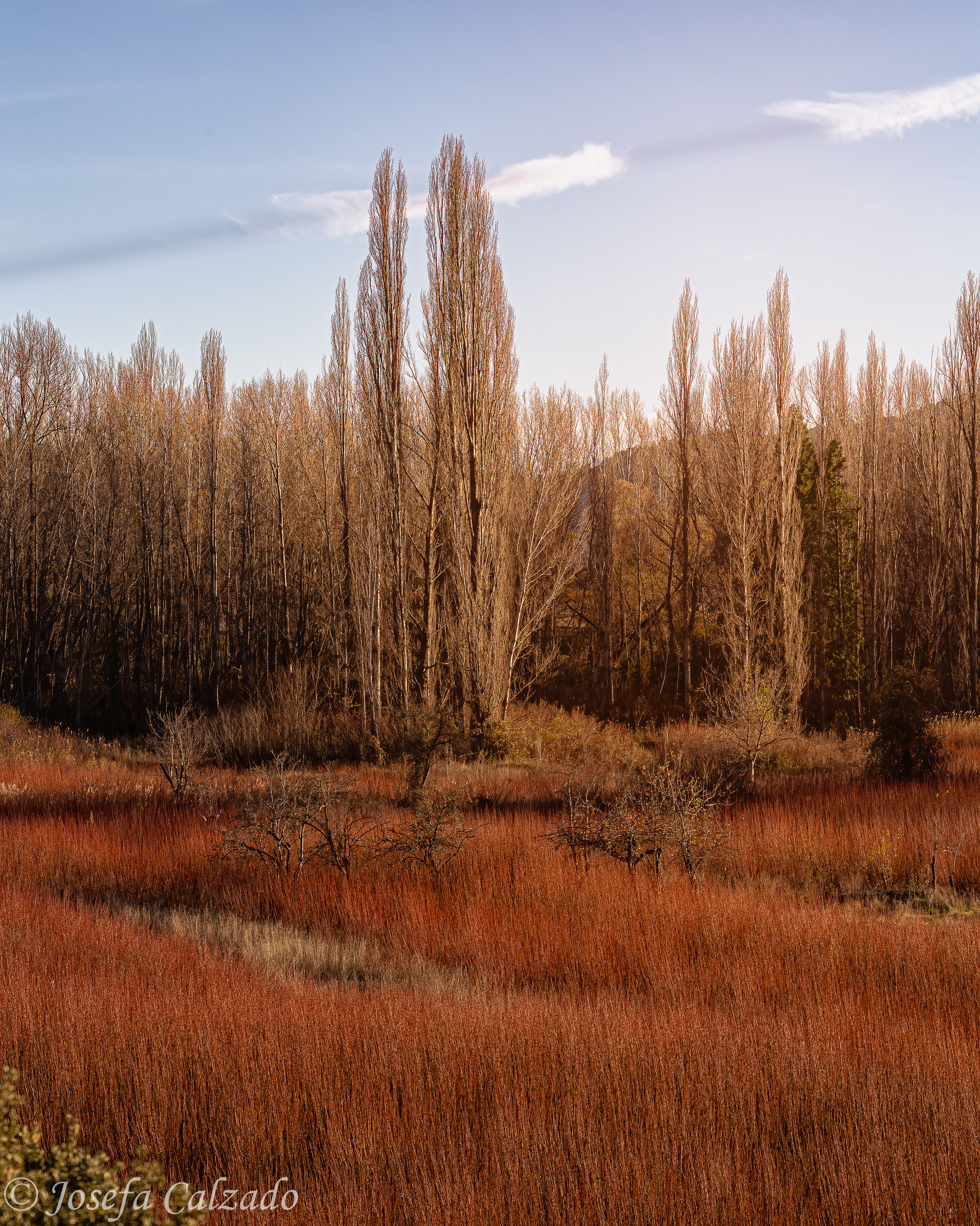 Detalle campos de mimbre