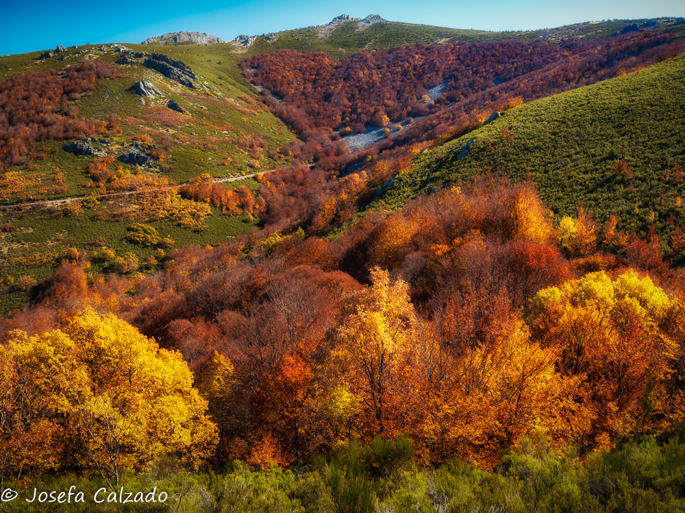 Detalles de otoño