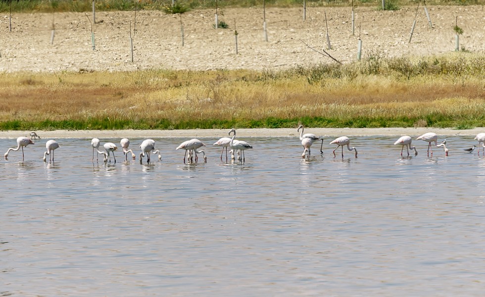 Laguna Larga de Villacañas