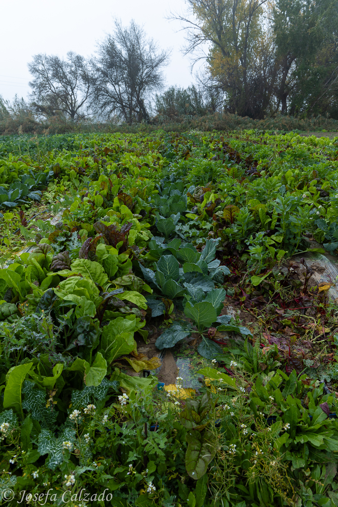 Esplendor en la huerta