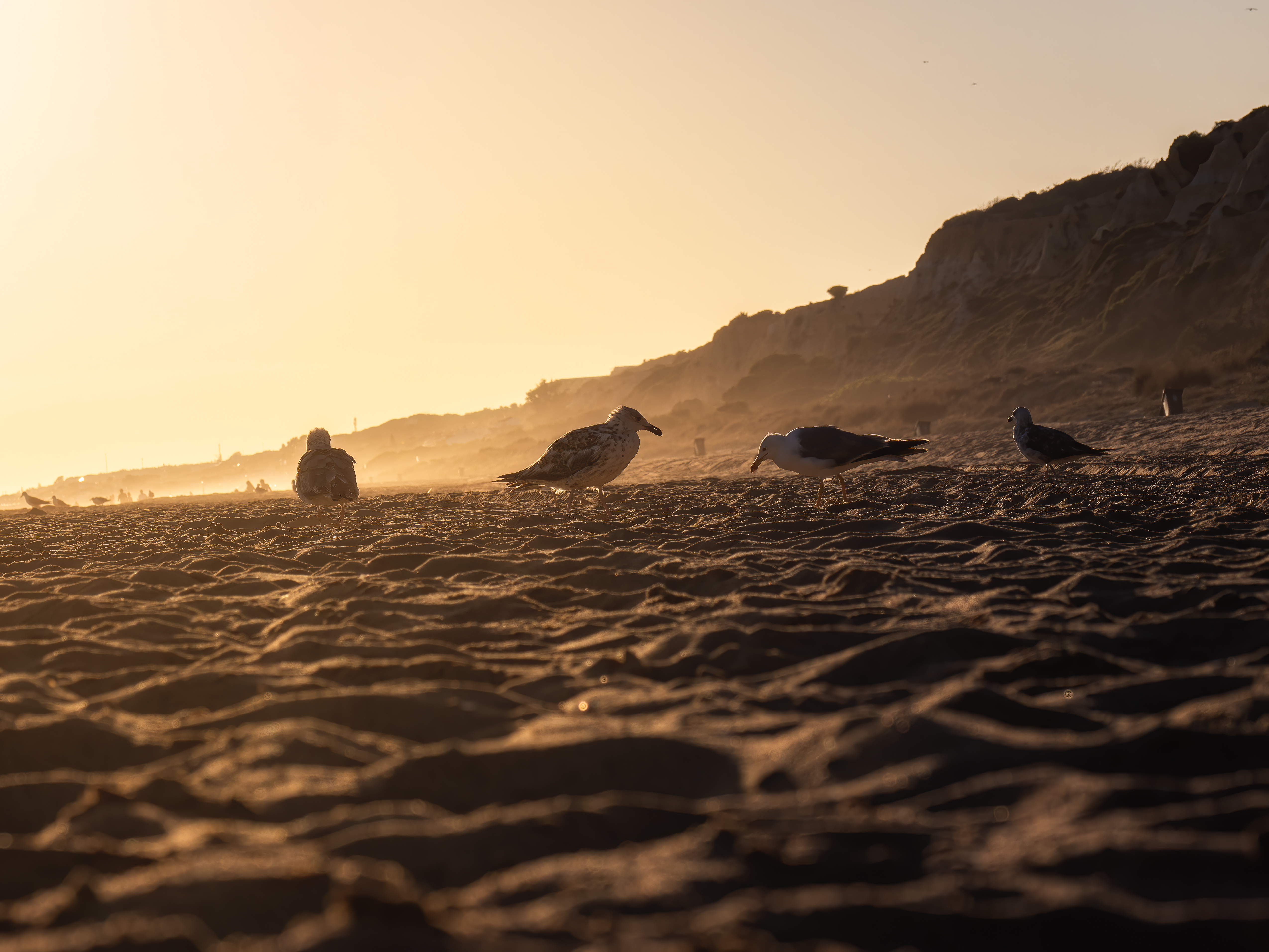 Gaviotas al atardecer