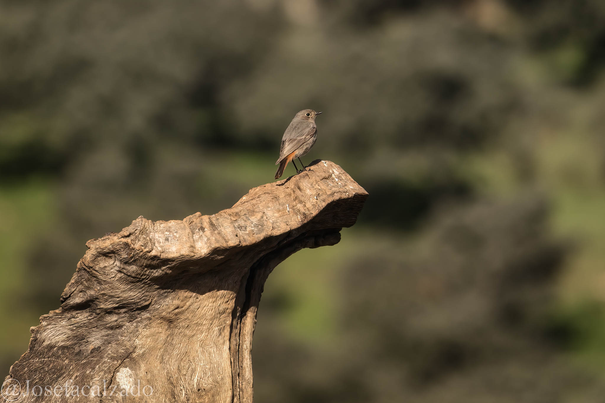 Colirrojo, tizón occidental