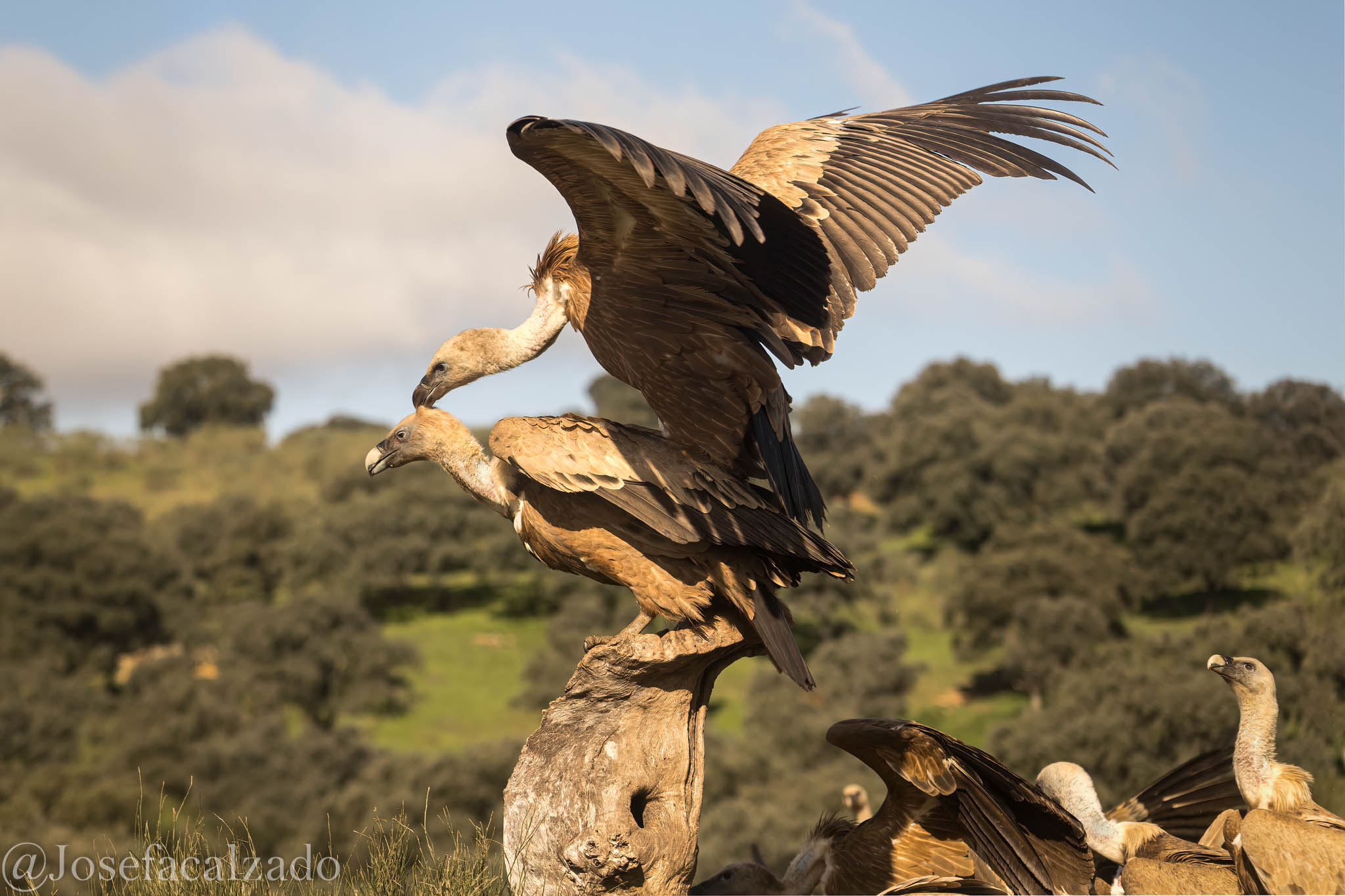 Ritual de apareamiento I
