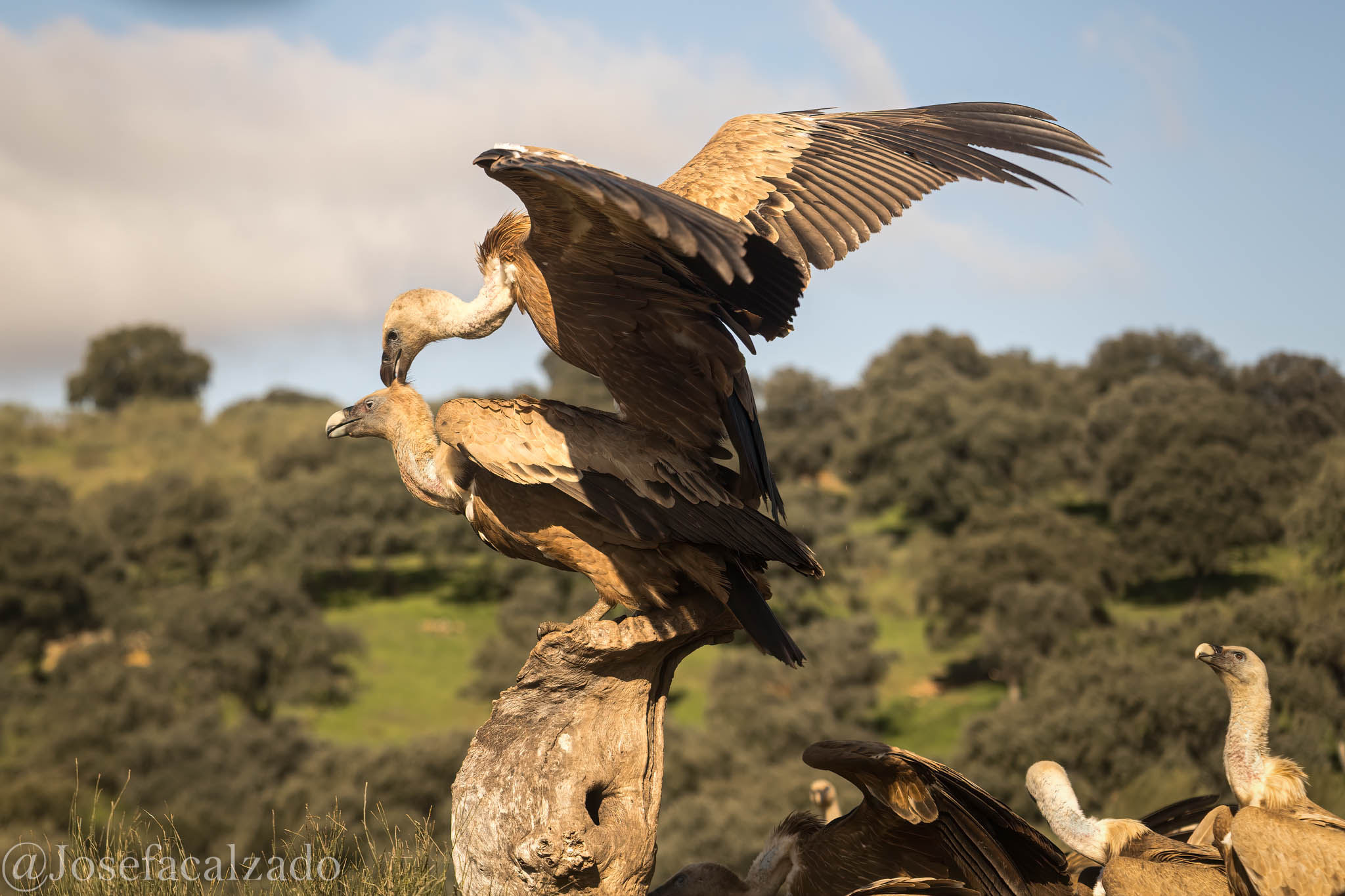 Ritual de apareamiento II