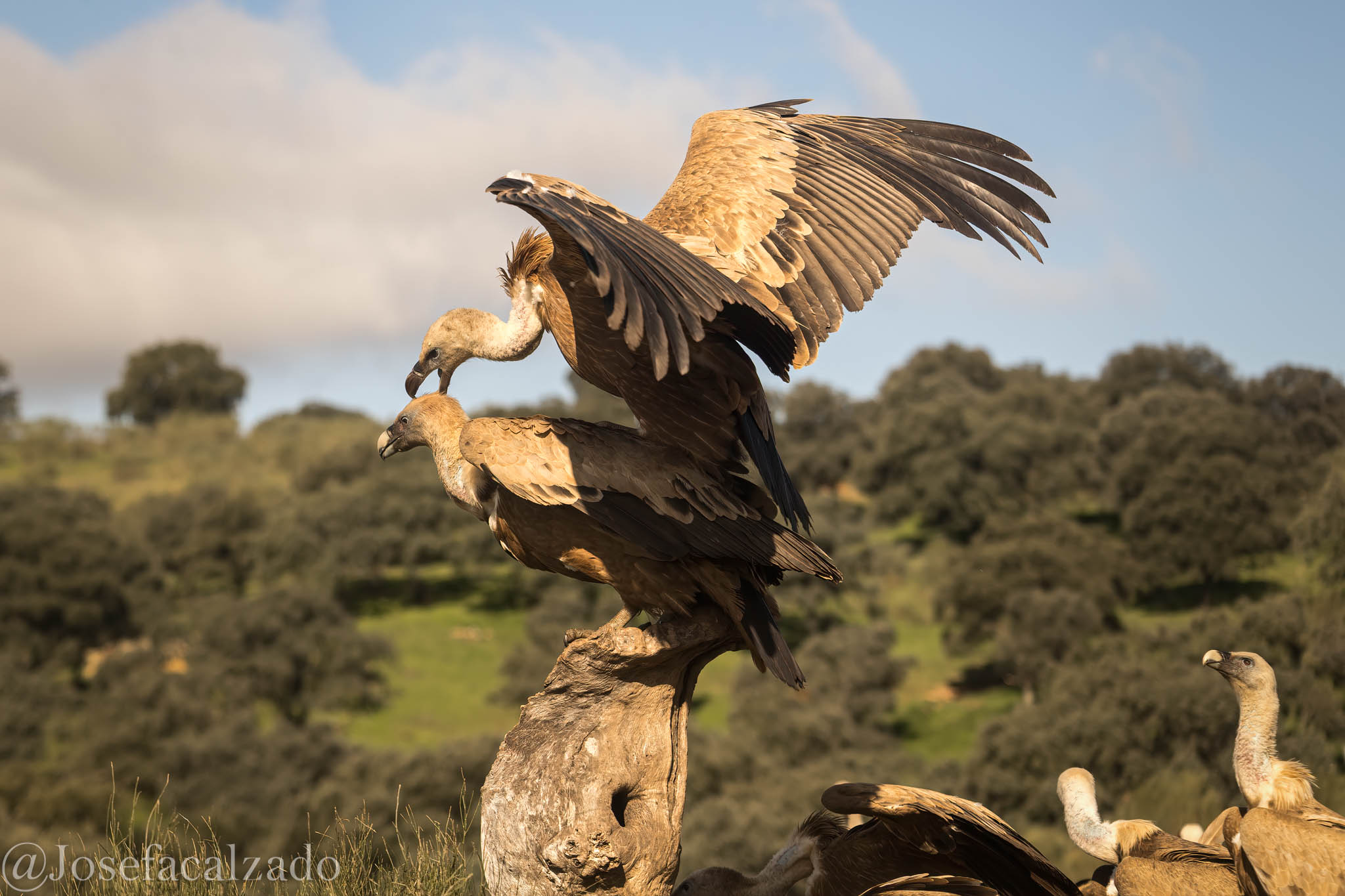 Ritual de apareamiento III